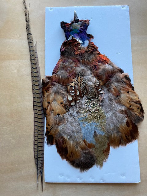 Pheasant, Ringneck Whole Skin (withTail & Head)