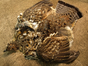 Ruffed Grouse