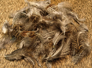 Partridge, Hungarian - Loose Feathers