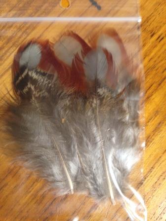 Pheasant, Tragopan (Red Temminich) Flank Plumage