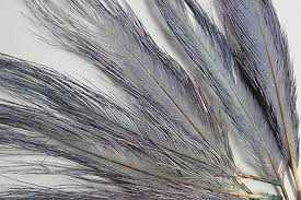 Rhea Wing Plume - Gray