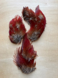 Pheasant, Golden - Scarlet Hackle Pieces