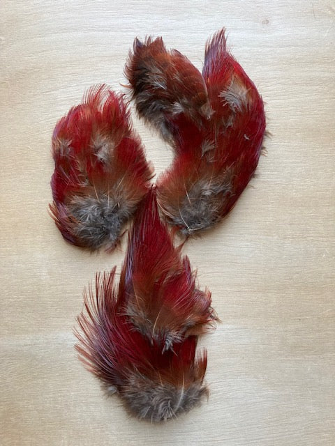 Pheasant, Golden - Scarlet Hackle Pieces