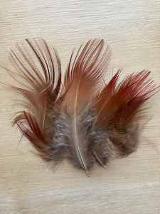 Pheasant, Golden Selected Scarlet Body Feathers