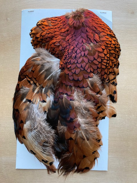 Pheasant, Ringneck Rooster Full Bronze Neck Cape