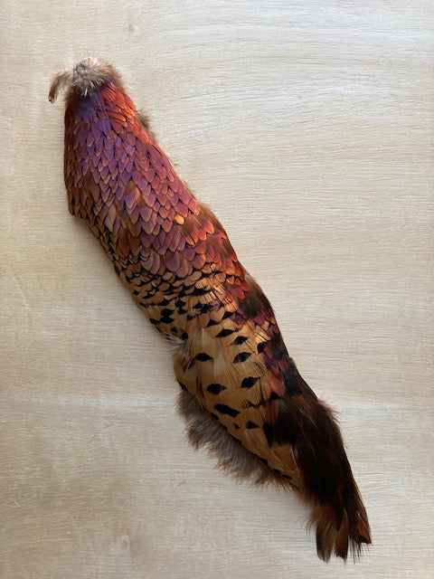 Pheasant, Ringneck Rooster Full Length Back Piece