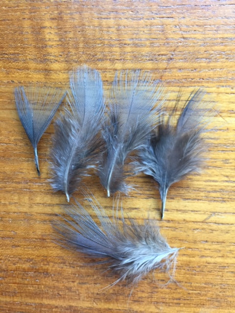 Pheasant, Blue Eared Hackles Small