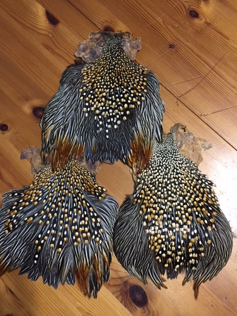 Jungle Cock Cape A