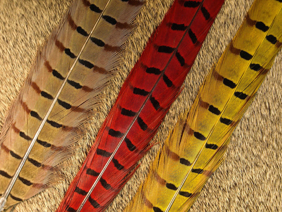 Pheasant, Ringneck Center Tails