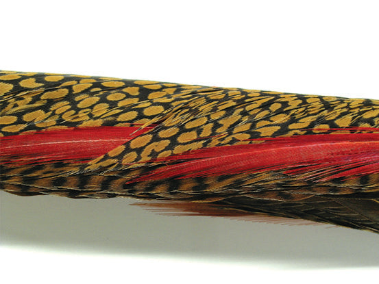 Pheasant, Golden Extra Select Tail Feathers