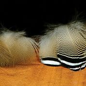 Wood Duck Lemon Barred Feather