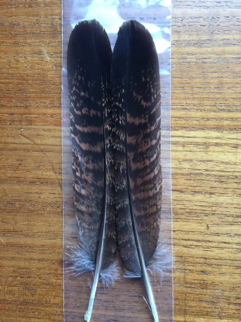Pheasant, Tragopan (Temminck) Tail Feathers