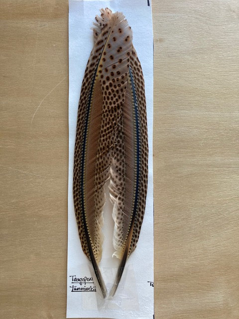 Pheasant, Tragopan Wing Quills