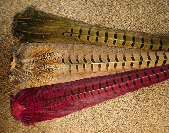 Pheasant, Ringneck Complete Tail Clump
