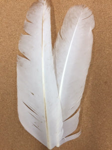 Turkey Wing Quills - White (Genetic)