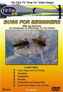 Bugs for Beginners