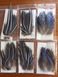 Vulturine Guineafowl Body Plumage