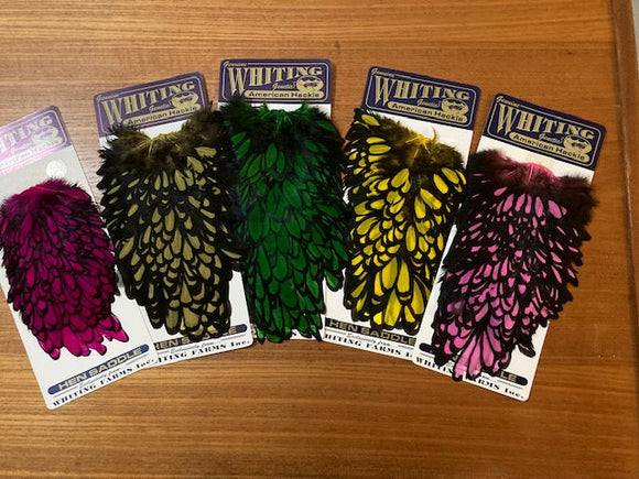 American Hen Saddle Black Laced