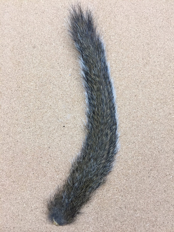 Squirrel, Gray Tail - Natural