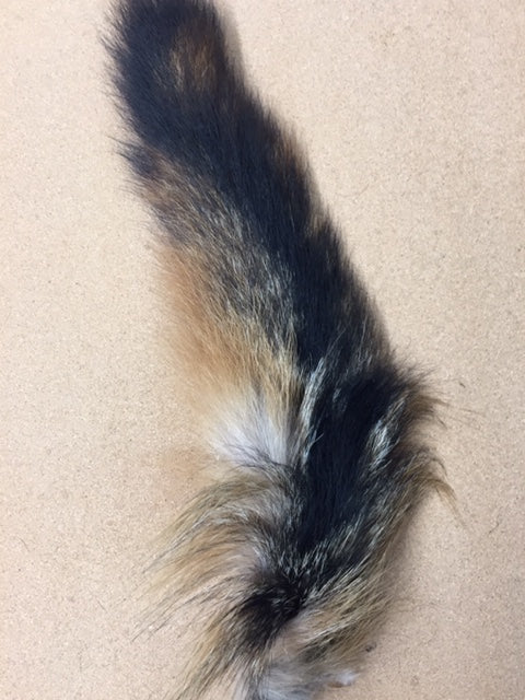 Fox, Gray - Tail