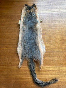 Squirrel, Red Fox Skin with Tail AAA
