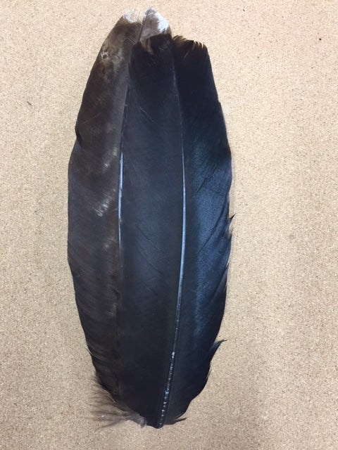 Turkey Wing Quills - Black Spanard (Genetic)