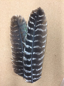 Turkey Wing Quills - Natural