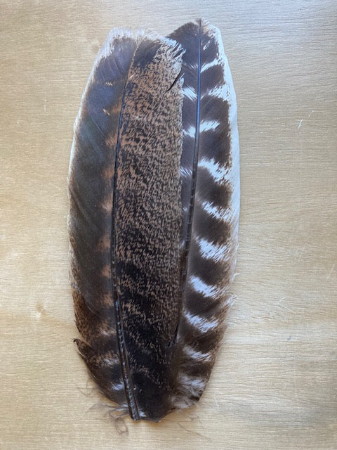 Turkey Wing Quills - Barred and Mottled