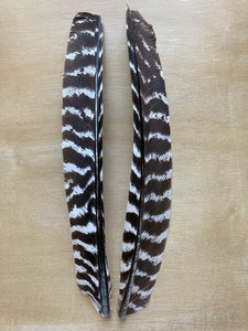 Turkey Biot Quills - Ozark Barred