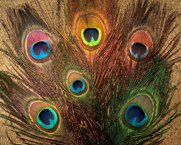 Peacock Eye Sticks (Nature's Spirit)