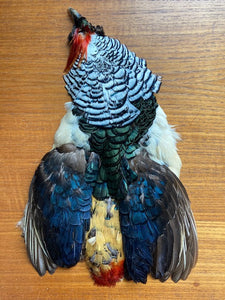 Pheasant, Lady Amherst Skin with Head AAA