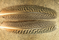 Peacock Wing Feathers Mottled Quills