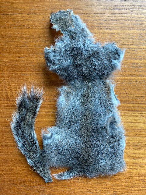 Squirrel, Gray Skin with Tail
